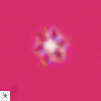 Olladiscoaster molae 32309