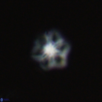 Olladiscoaster molae 32310