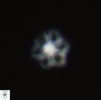 Olladiscoaster molae 32310