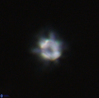 Olladiscoaster molae 32311