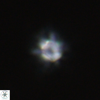 Olladiscoaster molae 32311