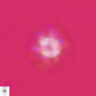 Olladiscoaster molae 32312
