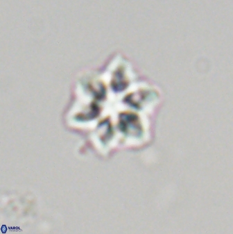 Olladiscoaster molae 32314