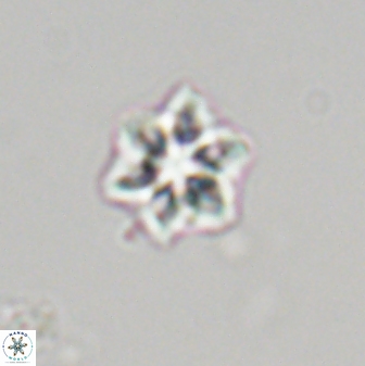 Olladiscoaster molae 32314