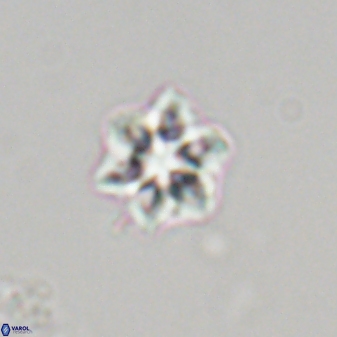 Olladiscoaster molae 32316