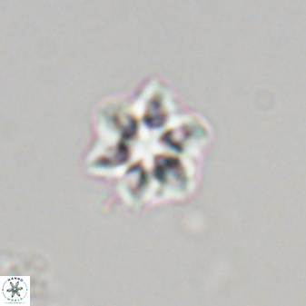 Olladiscoaster molae 32316