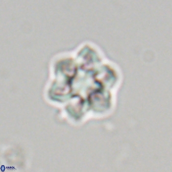 Olladiscoaster molae 32317