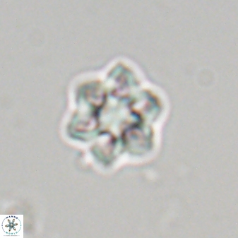Olladiscoaster molae 32317