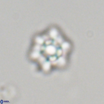 Olladiscoaster molae 32318