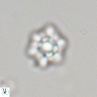 Olladiscoaster molae 32318
