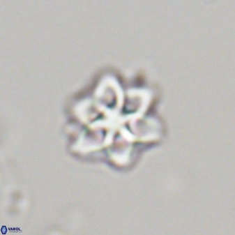 Olladiscoaster molae 32319