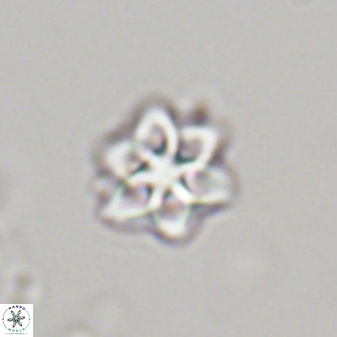 Olladiscoaster molae 32319