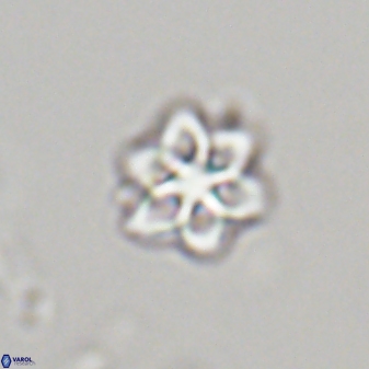 Olladiscoaster molae 32320