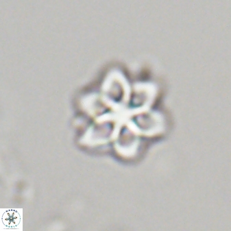 Olladiscoaster molae 32320