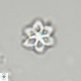 Olladiscoaster molae 32321