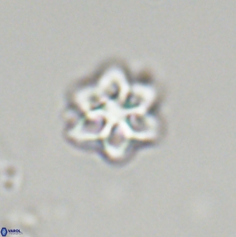 Olladiscoaster molae 32322