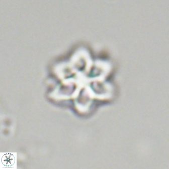 Olladiscoaster molae 32322