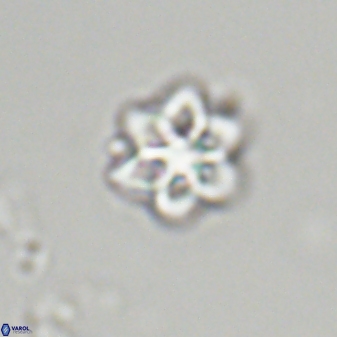 Olladiscoaster molae 32323