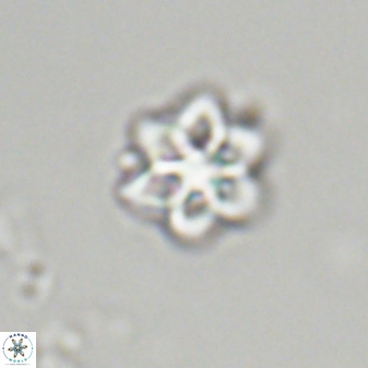 Olladiscoaster molae 32323