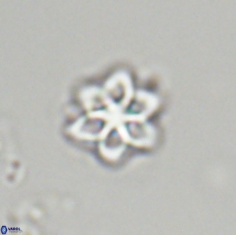 Olladiscoaster molae 32324