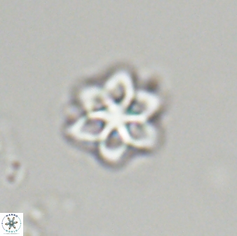 Olladiscoaster molae 32324