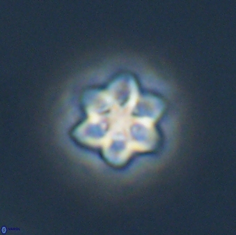 Olladiscoaster molae 32325