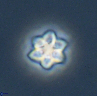 Olladiscoaster molae 32326