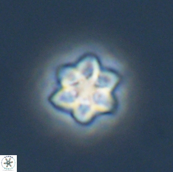 Olladiscoaster molae 32326