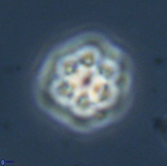 Olladiscoaster molae 32327