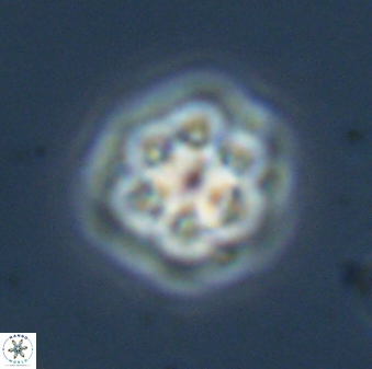 Olladiscoaster molae 32327