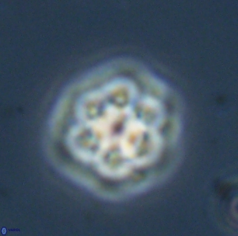 Olladiscoaster molae 32328