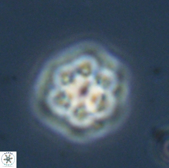 Olladiscoaster molae 32328