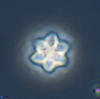 Olladiscoaster molae 32329