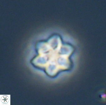 Olladiscoaster molae 32329