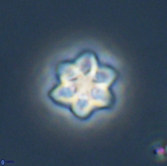 Olladiscoaster molae 32330