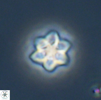 Olladiscoaster molae 32330