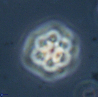 Olladiscoaster molae 32332