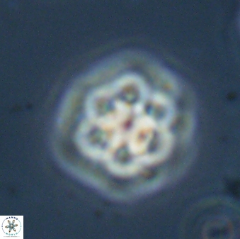 Olladiscoaster molae 32332