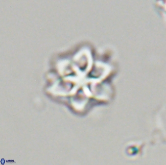 Olladiscoaster molae 32333