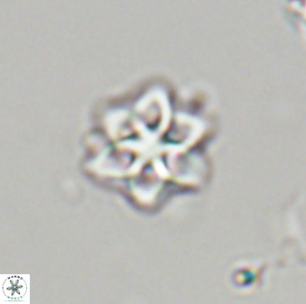 Olladiscoaster molae 32333