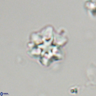 Olladiscoaster molae 32334