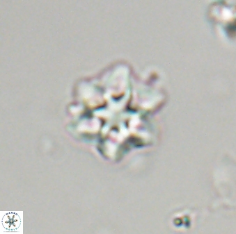 Olladiscoaster molae 32334