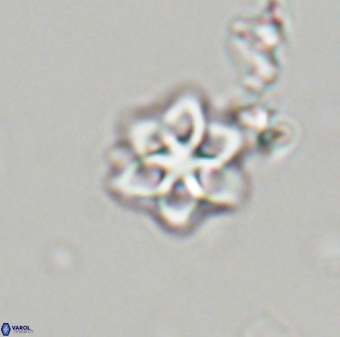 Olladiscoaster molae 32335