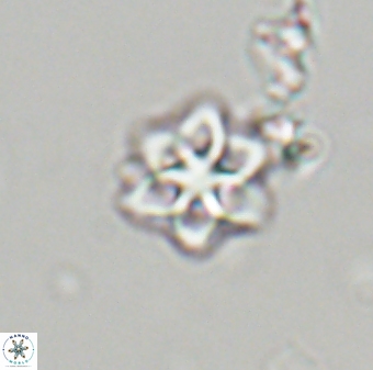 Olladiscoaster molae 32335