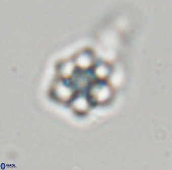 Olladiscoaster molae 32336