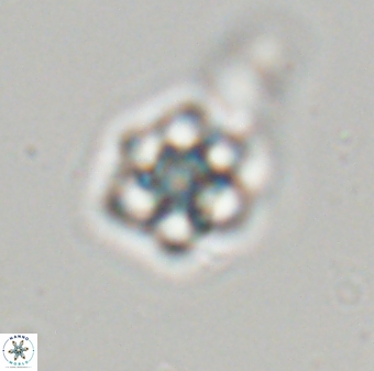 Olladiscoaster molae 32336