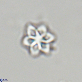 Olladiscoaster molae 32337