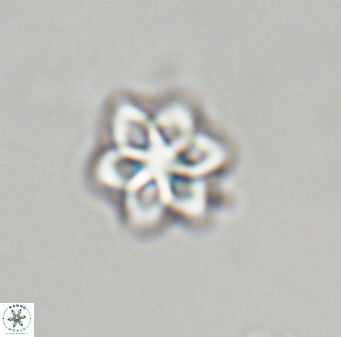 Olladiscoaster molae 32337