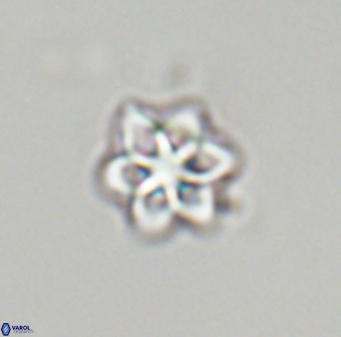 Olladiscoaster molae 32338