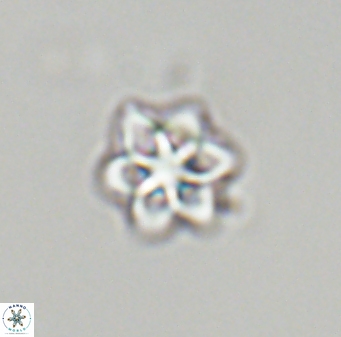 Olladiscoaster molae 32338